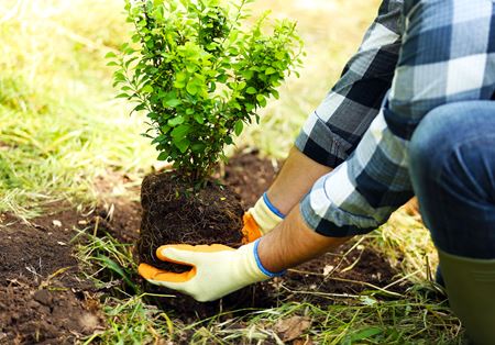 Plant Installation